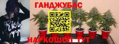гашик Ливны